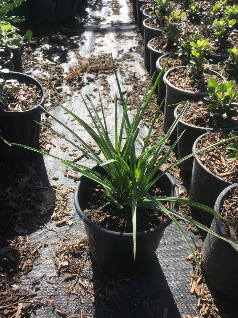 Photo for Kniphofia uvaria (Red Hot Poker)