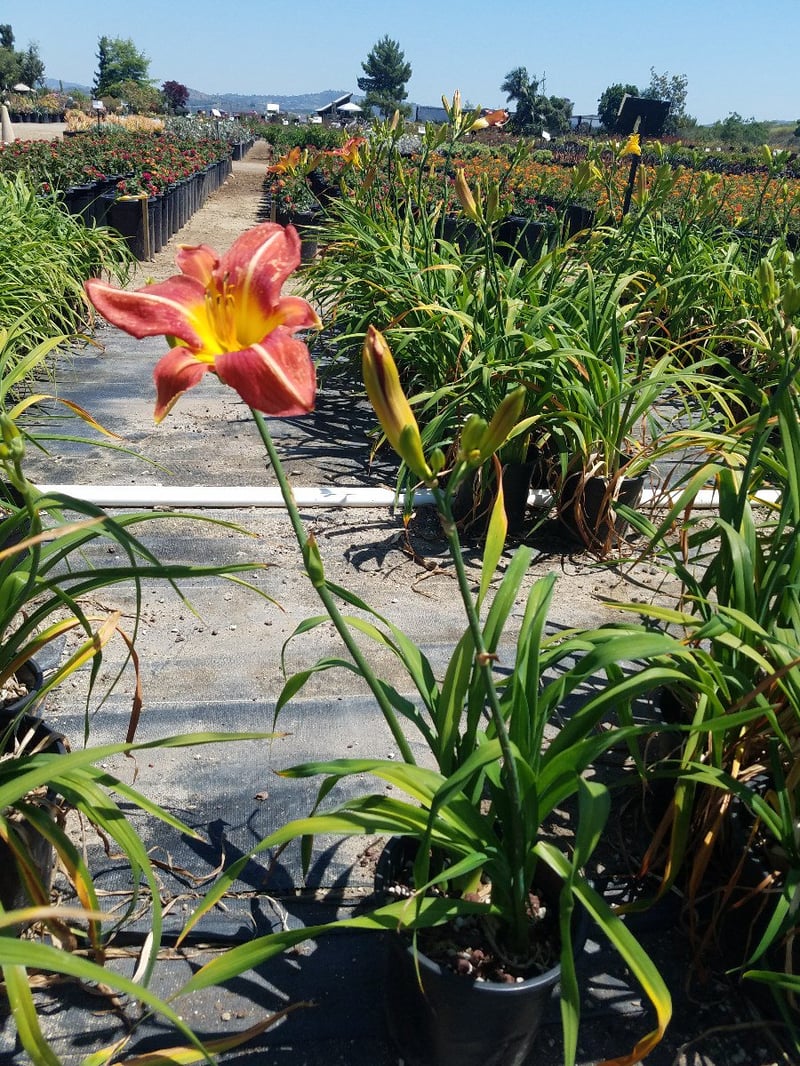Photo for Hemerocallis 'Red' (Red Evergreen Daylily)