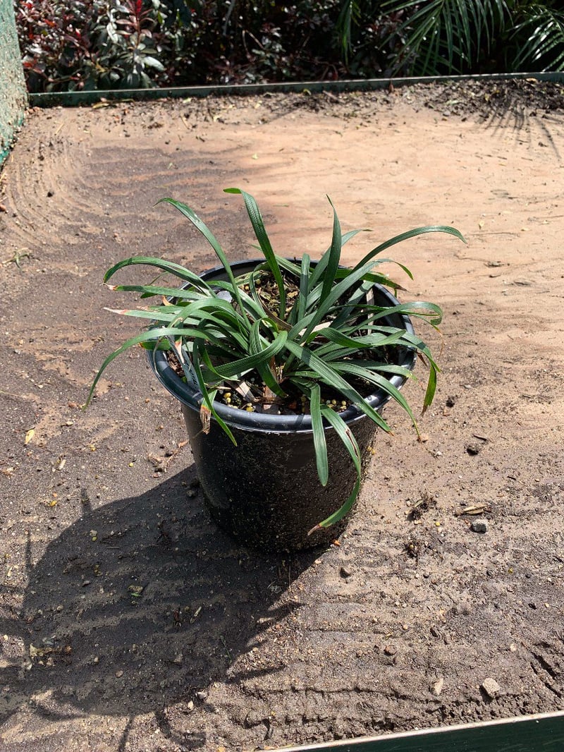Photo for Liriope muscari (Lily Turf)