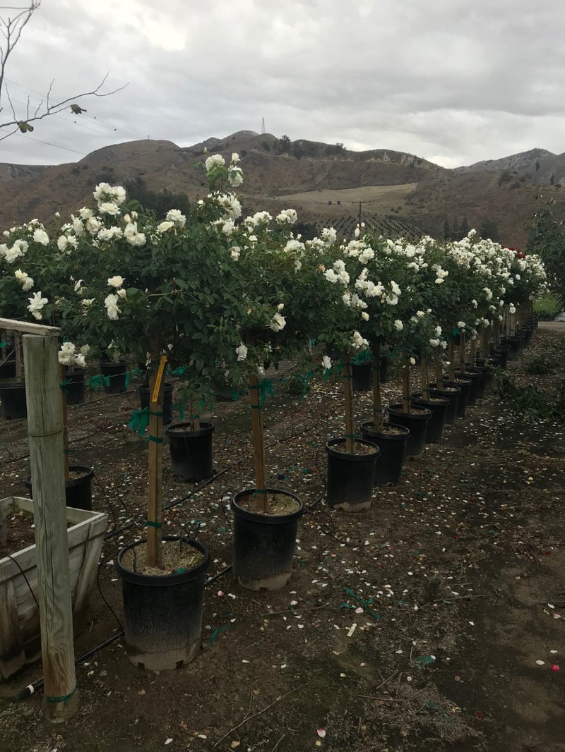 Photo for Rosa iceberg 'White' (Standard) (White Iceberg Rose (Tree Form))
