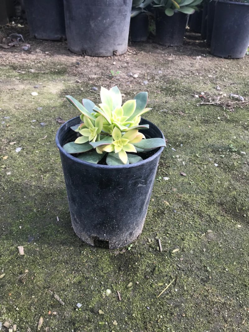 Photo for Aeonium 'Kiwi' (Kiwi Aeonium)