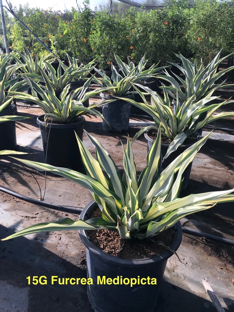 Photo for Furcraea foetida 'Mediopicta' (F. gigantea 'Striata') (Furcraea foetida 'Mediopicta')