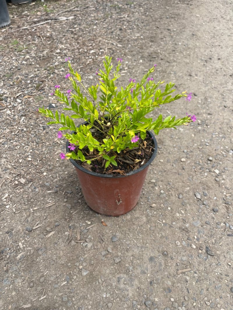 Photo for Cuphea hyssopifolia (Mexican Heather)