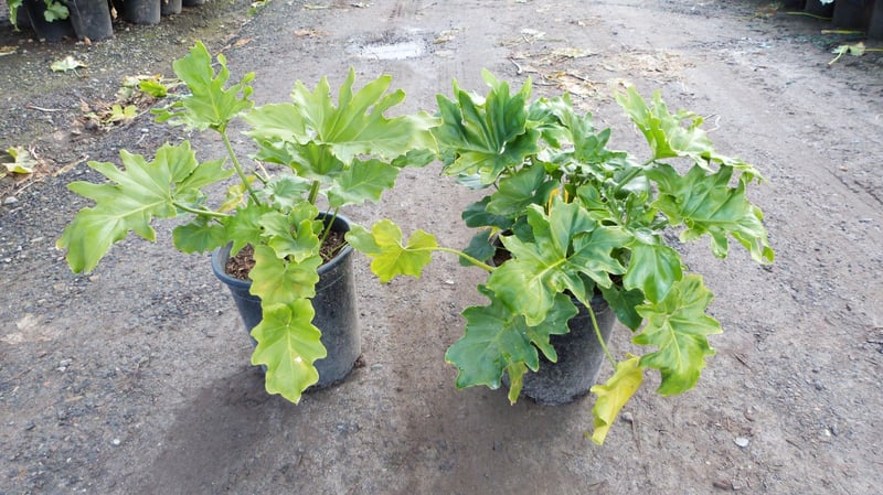 Photo for Philodendron selloum (Tree philodendron)