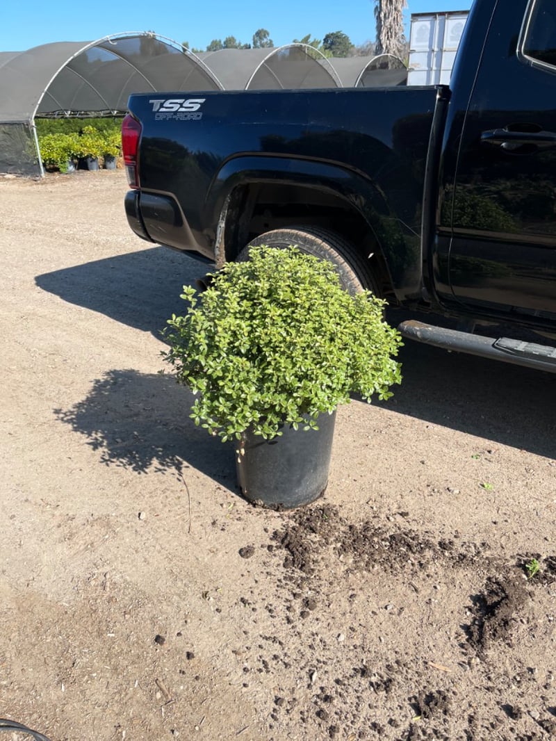 Photo for Pittosporum tenuifolium 'Golf Ball' (Golf Ball Kohuhu)