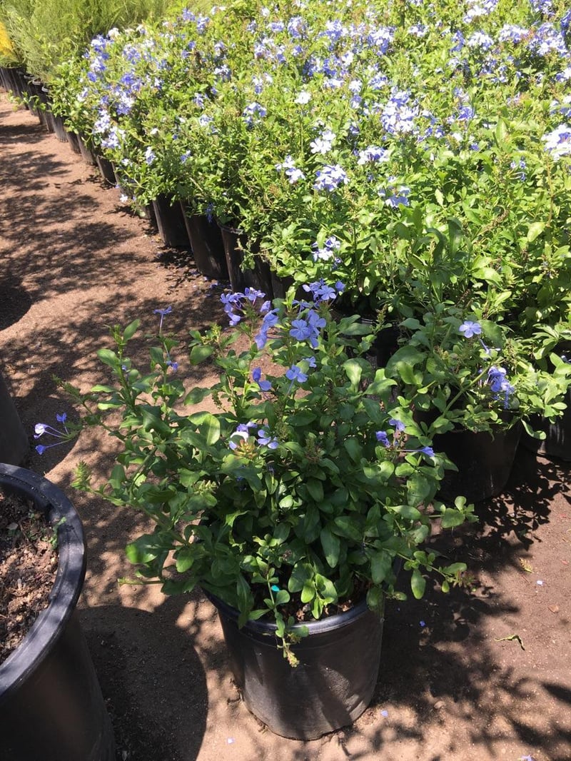 Photo for Plumbago auriculata 'Monott' (Royal Cape Plumbago)