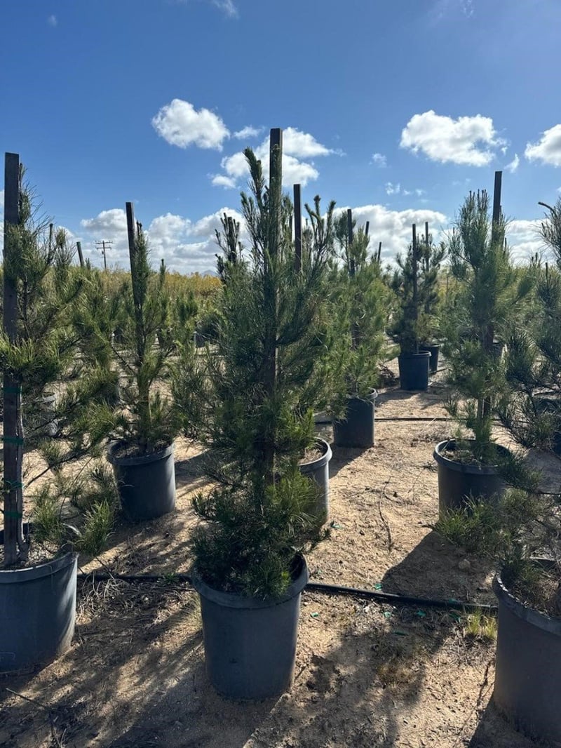 Photo for Pinus eldarica (Afghan Pine)
