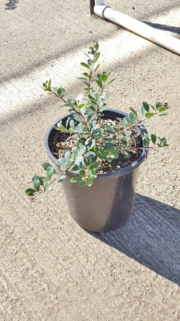 Photo for Arctostaphylos uva ursi 'Point Reyes' (Point Reyes Manzanita )