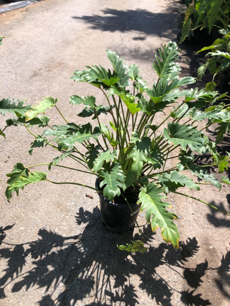 Photo for Philodendron 'Xanadu' (Xanadu Philodendron)