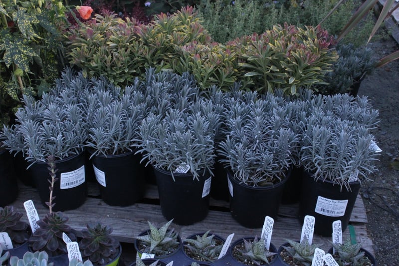 Photo for Lavandula intermedia 'Grosso' (Purple Lavandin)