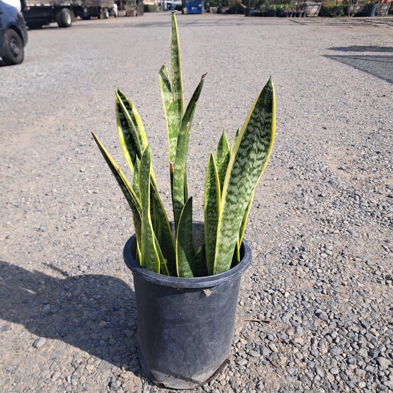 Photo for Sansevieria trifasciata 'Laurentii' (Striped Mother-in-law's Tongue)