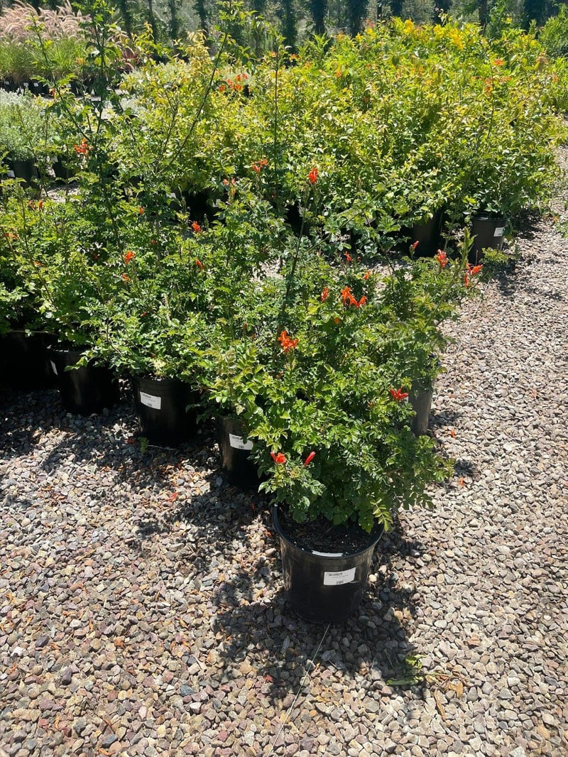Photo for Tecoma capensis (Tecomaria capensis) (Cape Honeysuckle)