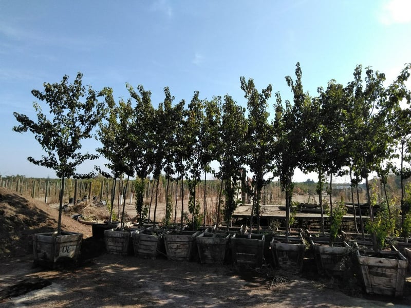 Photo for Pyrus kawakamii (Evergreen Pear)