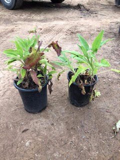 Photo for Salvia spathacea (Hummingbird Sage, Pitcher Sage)