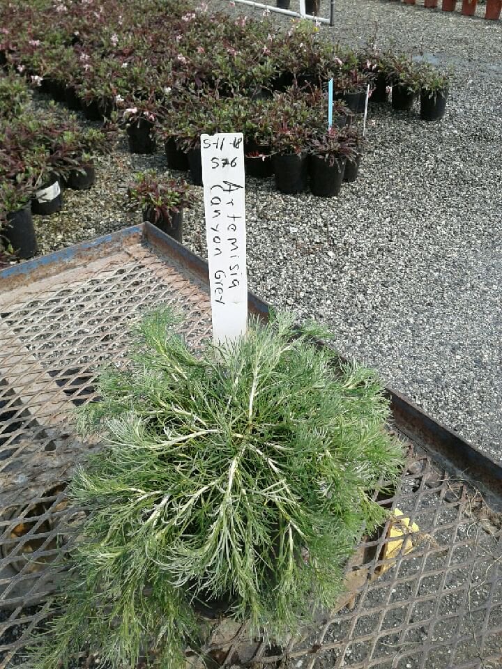 Photo for Artemisia californica (California Sagebrush)