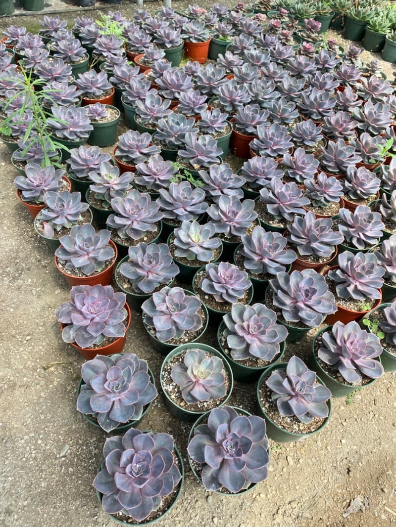 Photo for Echeveria 'Perle von Nurnberg' (Perle von Nurnberg Echeveria)