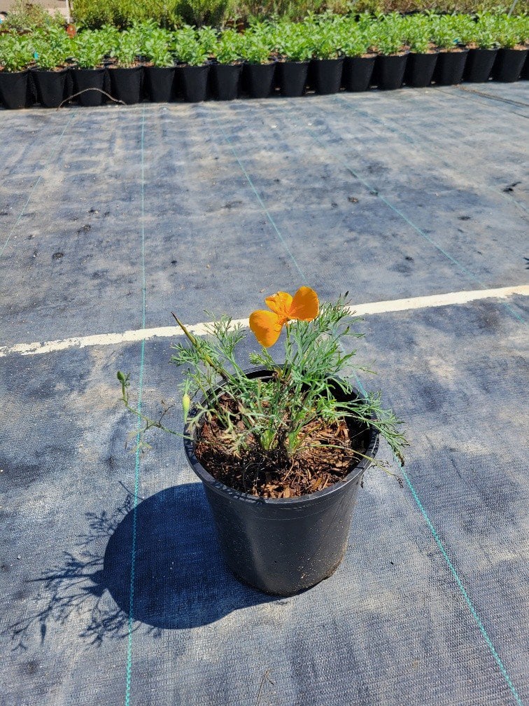 Photo for Eschscholzia californica (California Poppy)