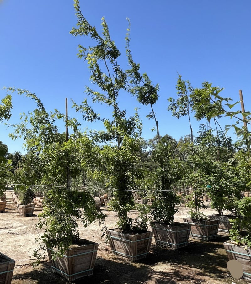 Photo for Quercus buckleyi (Texas Red Oak)