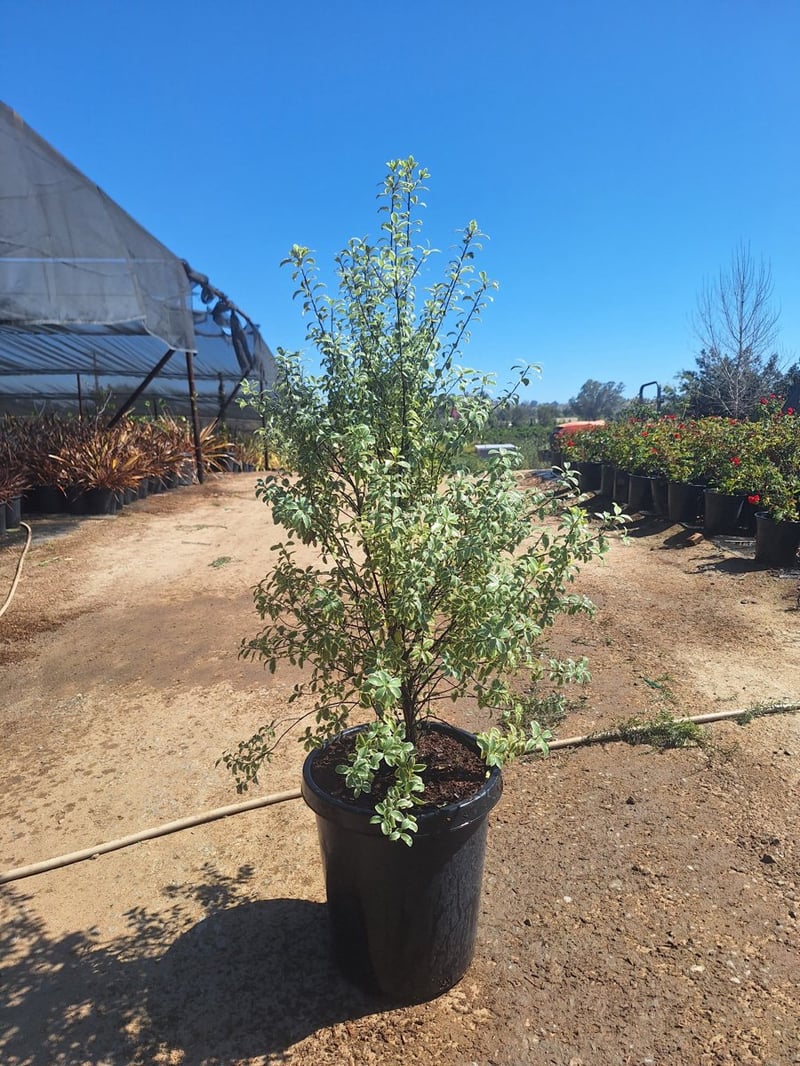Photo for Pittosporum tenuifolium 'Marjorie Channon' (Variegated Kohuhu)
