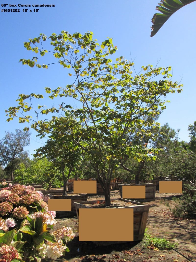 Photo for Cercis canadensis (Eastern Redbud)