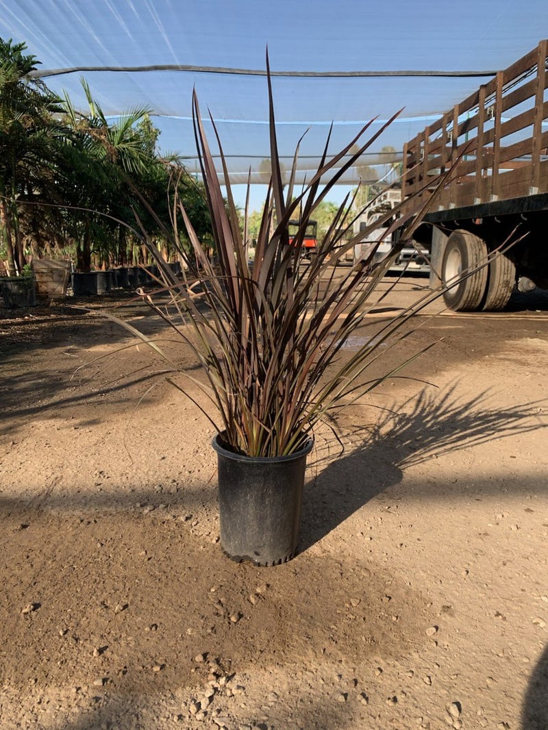 Photo for Phormium 'Dusky Chief' (Dusky Chief New Zealand Flax)