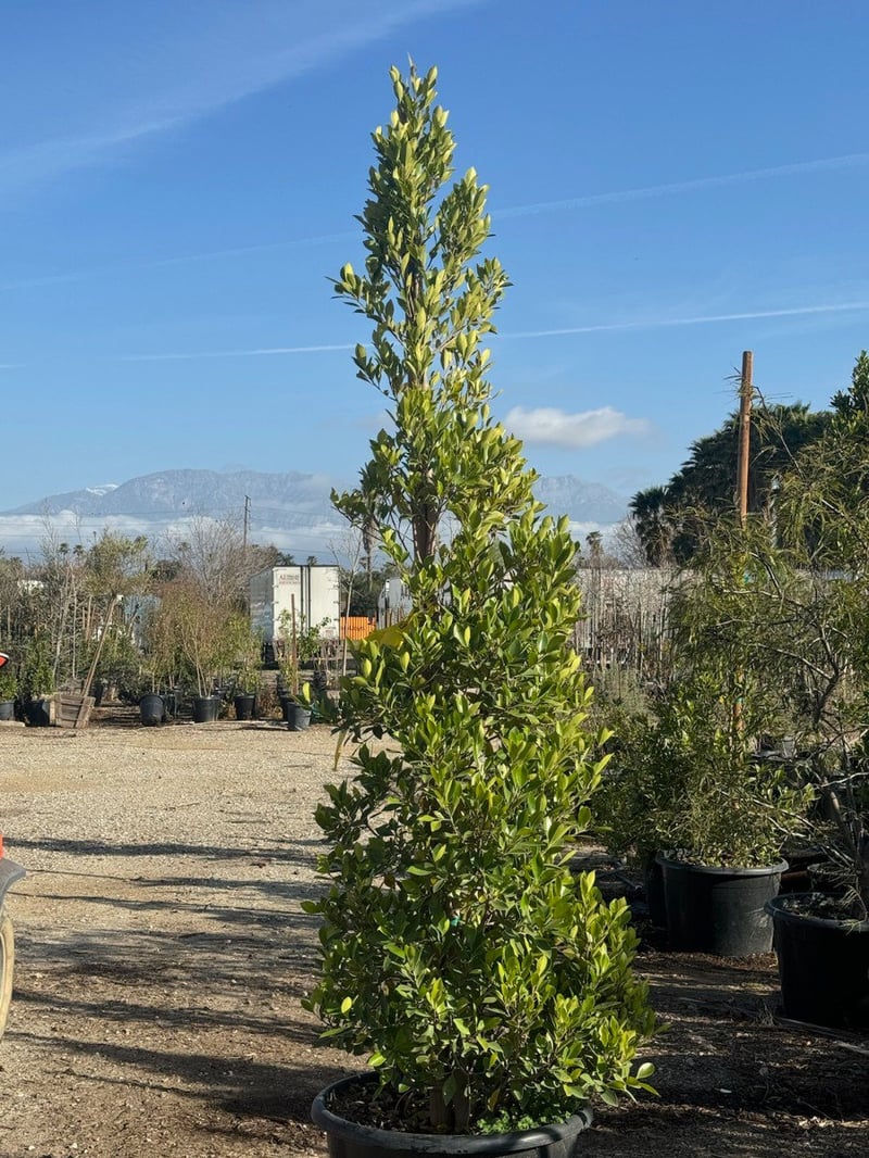 Photo for Ficus microcarpa nitida (Column) (Indian Laurel)