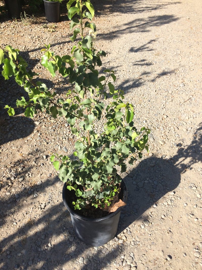 Photo for Prunus ilicifolia (Holly-leafed Cherry)