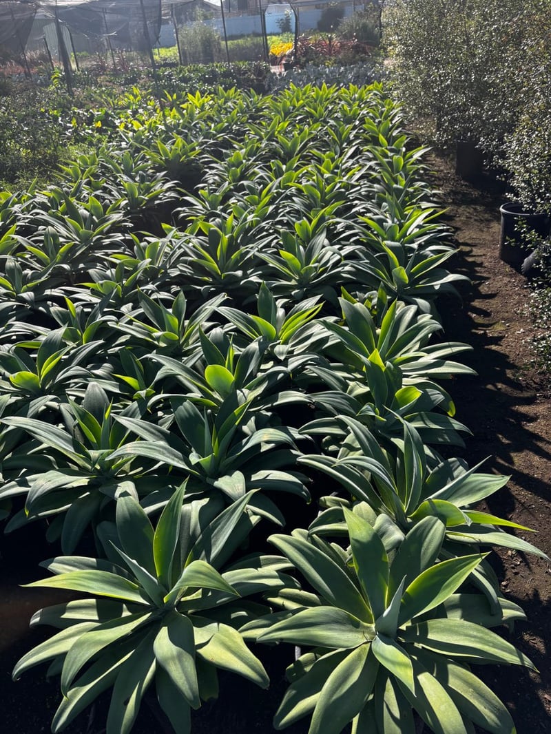 Photo for Agave attenuata (Fox Tail Agave)