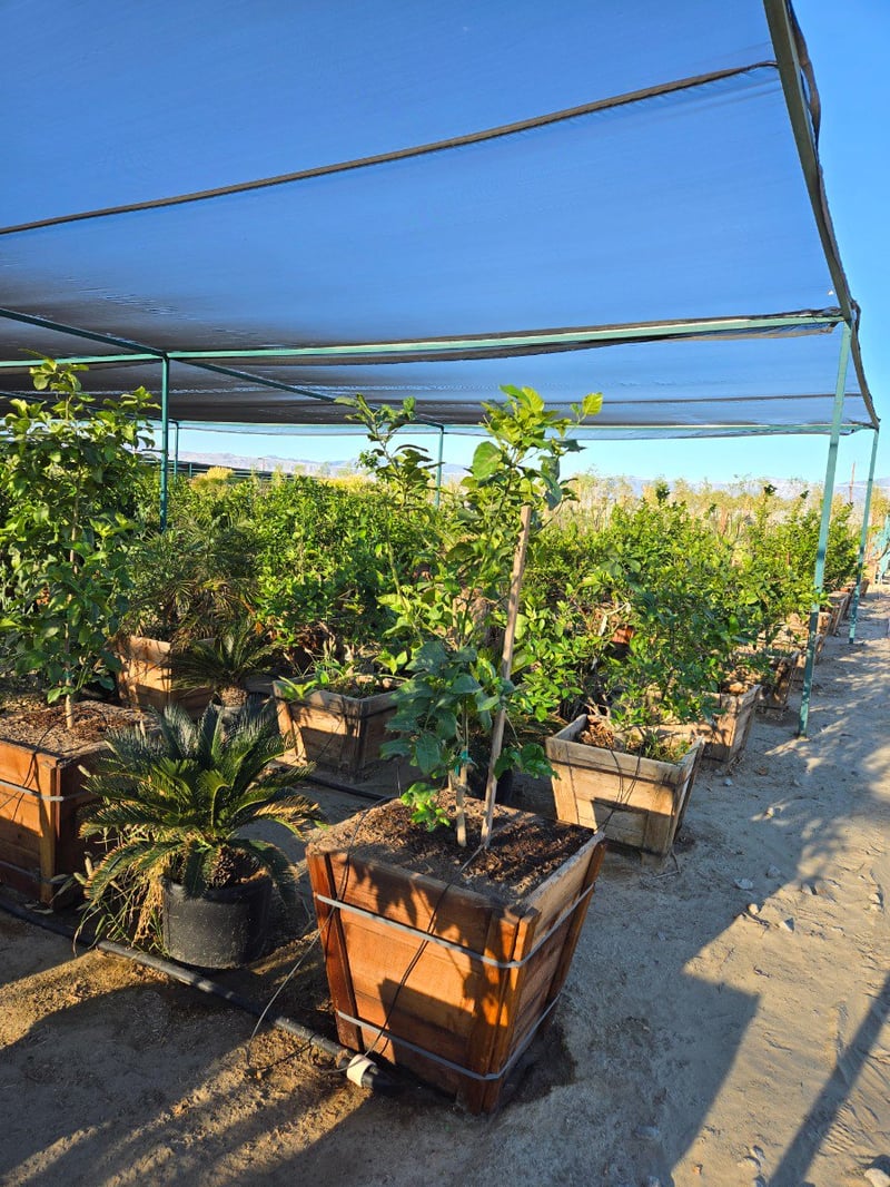 Photo for Citrus limon 'Eureka' (Eureka Lemon)