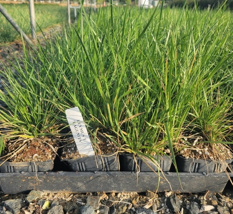 Photo for Leymus triticoides 'Lagunita' (Lagunita Wild Rye)