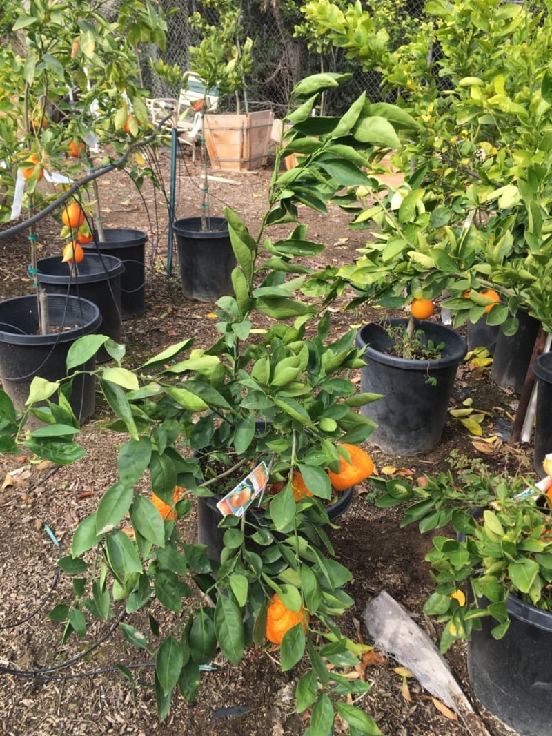 Photo for Citrus reticulata 'Owari' (Satsuma Mandarin Orange)
