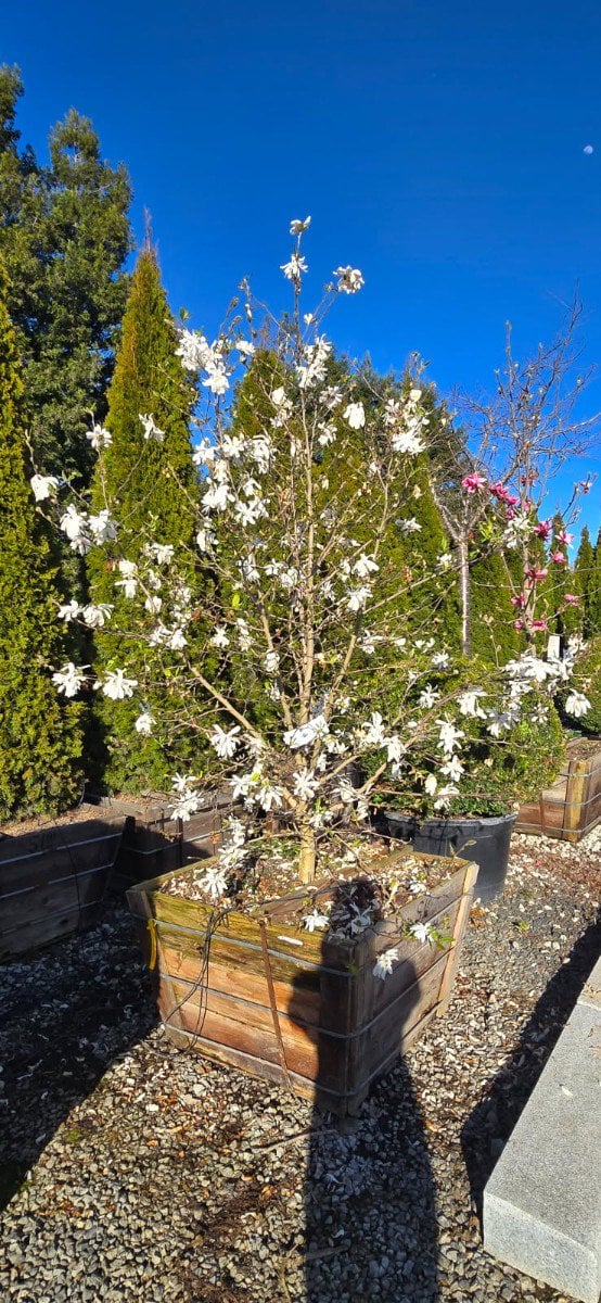 Photo for Magnolia stellata (Multi) (Star Magnolia)