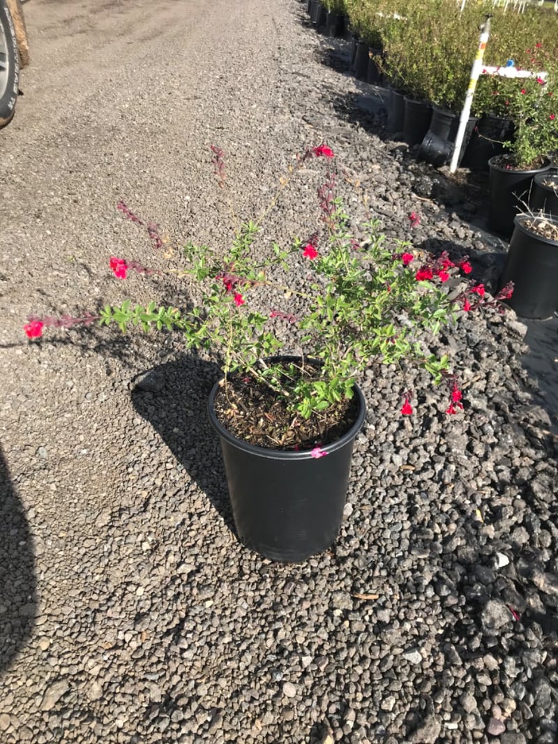 Photo for Salvia greggii (Autumn Sage)