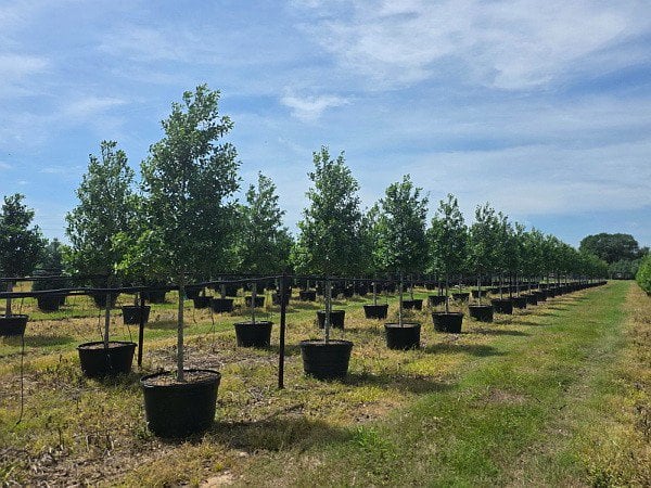 Photo for Ilex x attenuata ‘Eagleston’ (Standard) (Eagleston Holly Tree)