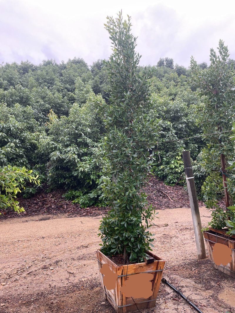 Photo for Ficus microcarpa nitida (Indian Laurel)
