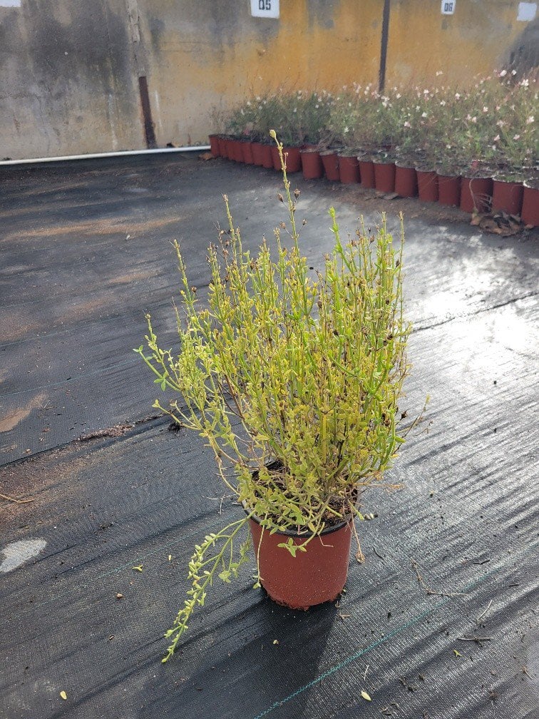 Photo for Gambelia juncea (Bush Snap Dragon)