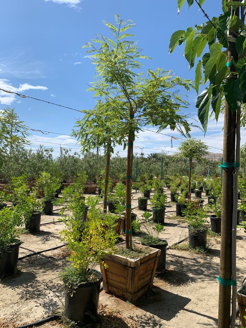 Photo for Tipuana tipu (Standard) (Tipu Tree)