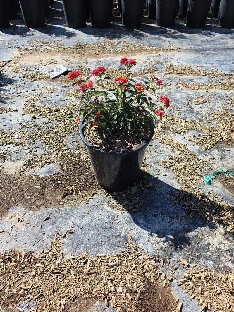 Photo for Lantana x 'Monine' (Spreading Sunshine Lantana)