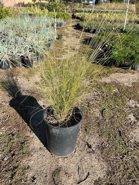 Photo for Muhlenbergia capillaris (Pink Muhly, Gulf Muhly)