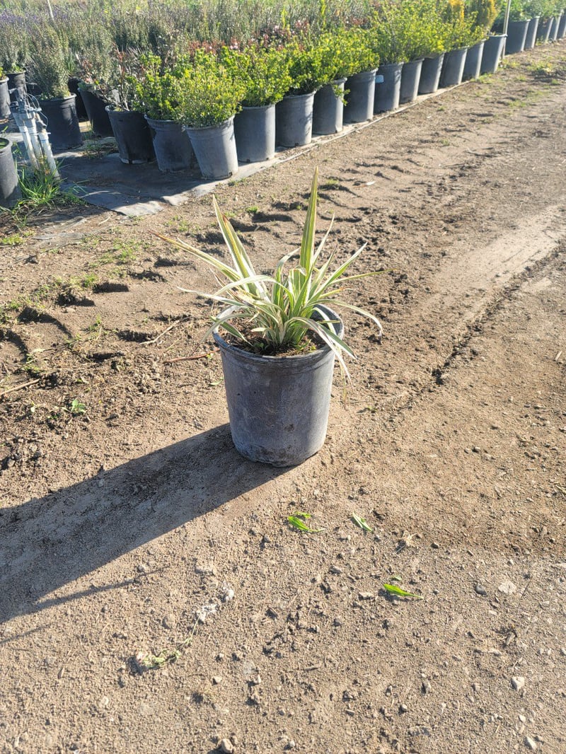 Photo for Dianella tasmanica 'Variegata' (Variegated Flax Lily)