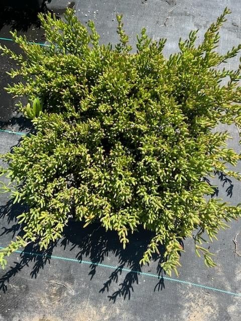 Photo for Delosperma cooperi (Purple Ice Plant)