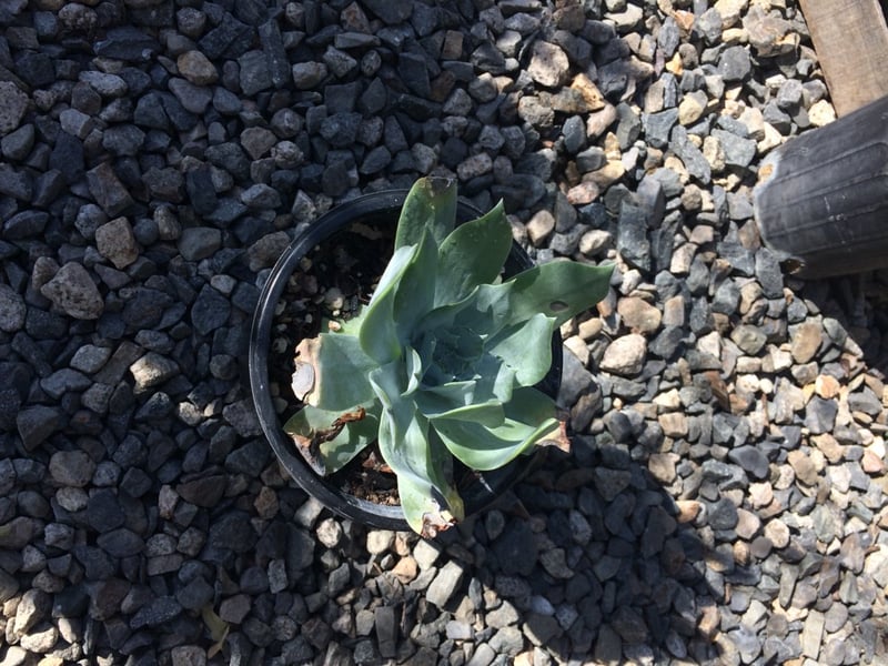 Photo for Dudleya pulverulenta (Chalk Liveforever)