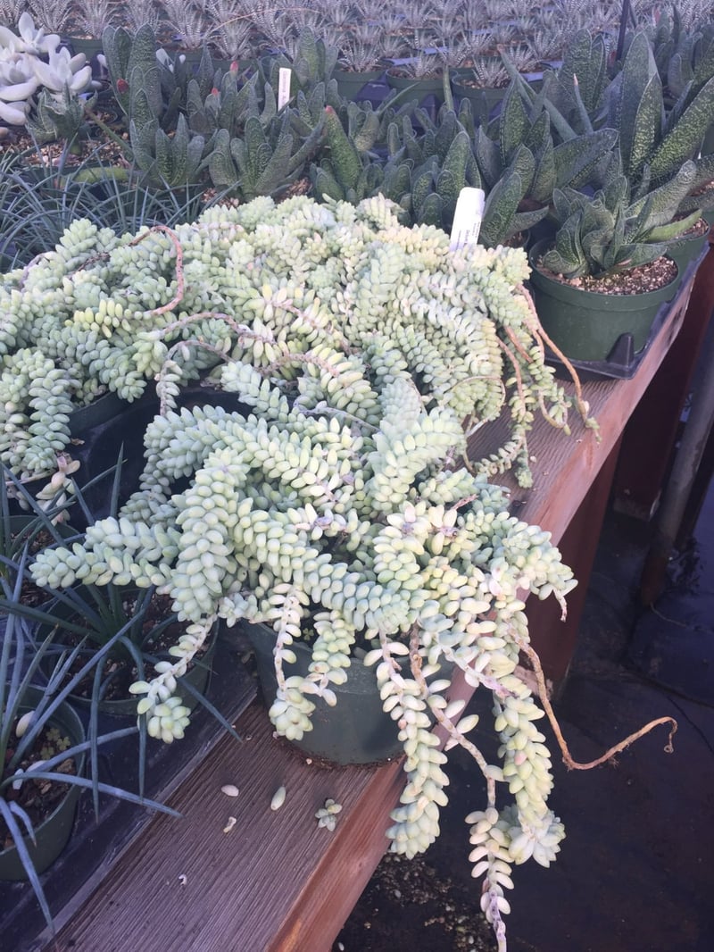Photo for Sedum morganianum (Donkey's Tail)