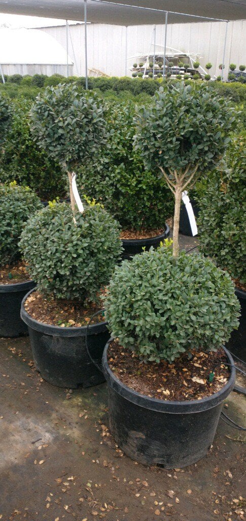 Photo for Buxus sempervirens 'Green Mountain' (Two-Tier Topiary) (2-Tier Green Mountain Boxwood Topiary)