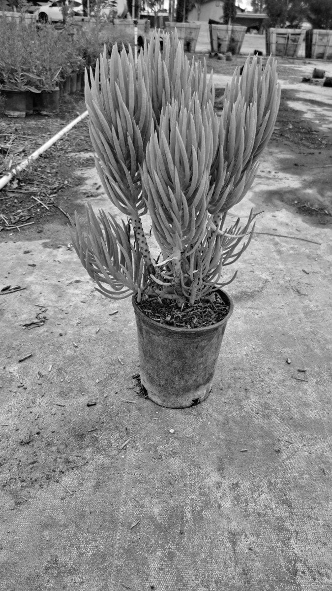 Photo for Senecio vitalis (Narrow-leaf Chalksticks)
