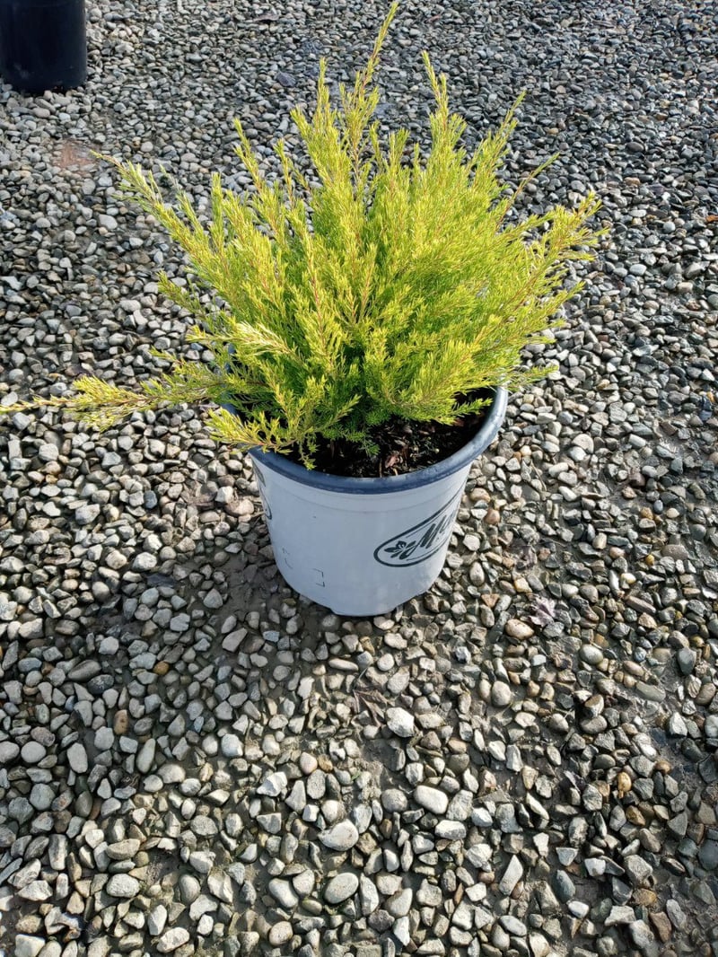 Photo for Coleonema pulchrum 'Sunset Gold' (Sunset Gold Breath of Heaven, Diosma)