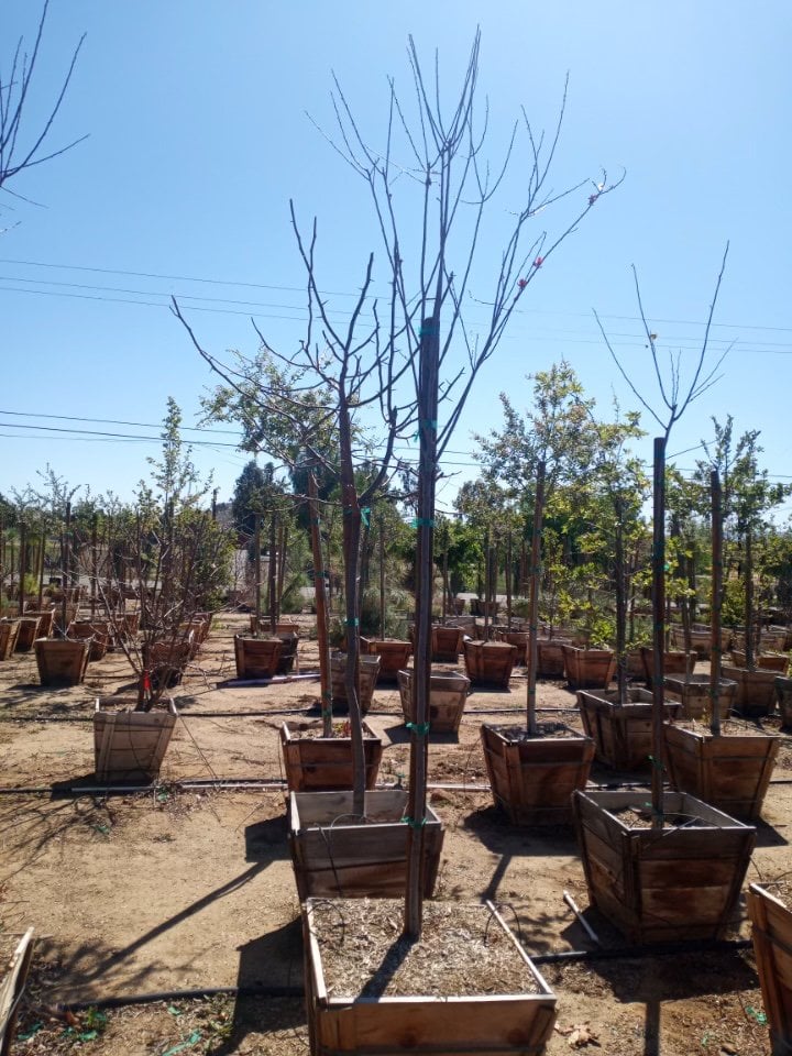 Photo for Prunus cerasifera 'Krauter Vesuvius' (Krauter Vesuvius Cherry Plum)