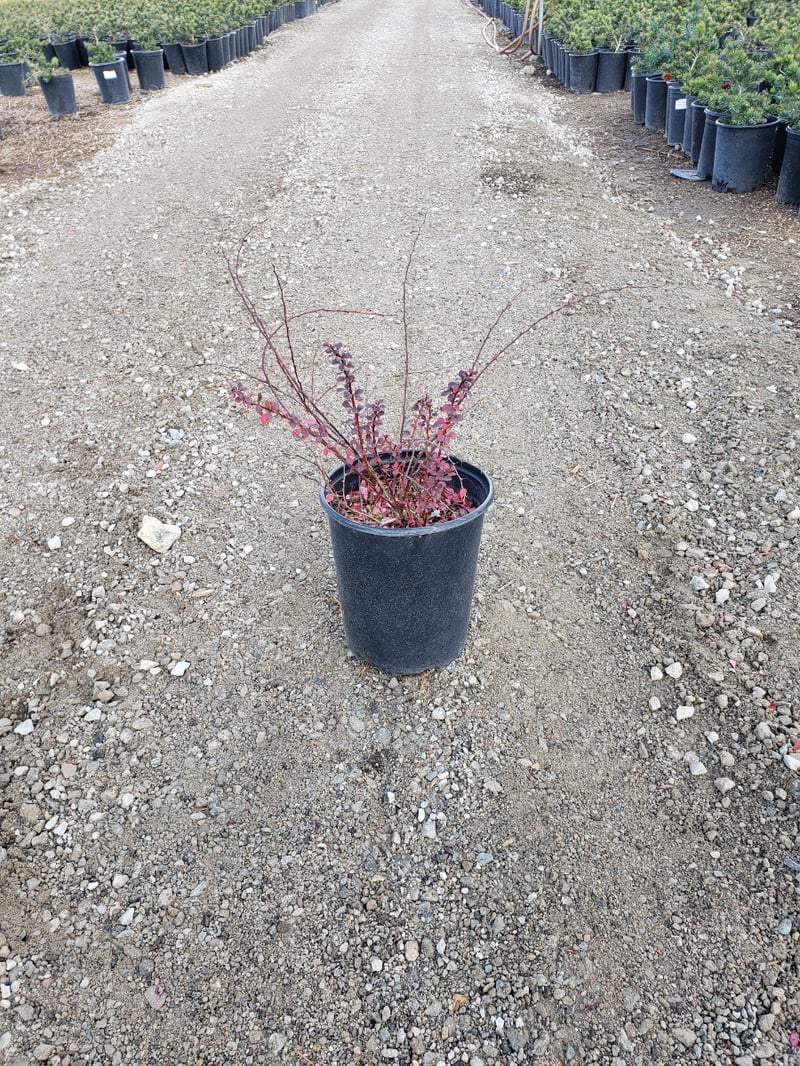 Photo for Berberis thunbergii 'Atropurpurea' (Red Leaf Japanese Barberry)