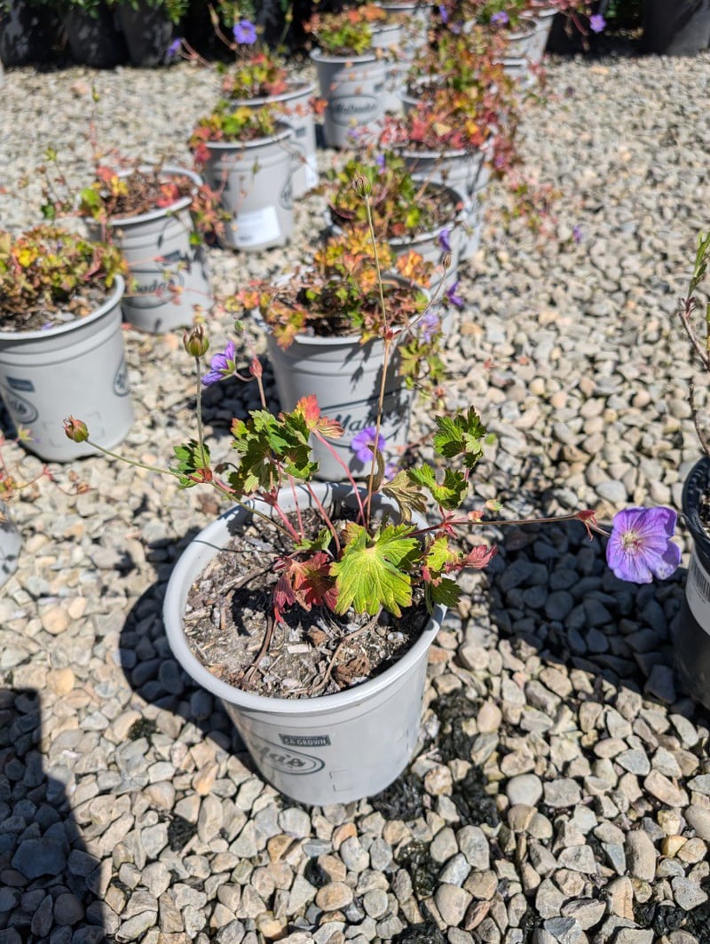 Photo for Geranium x 'Rozanne' (Rozanne Cranesbill)