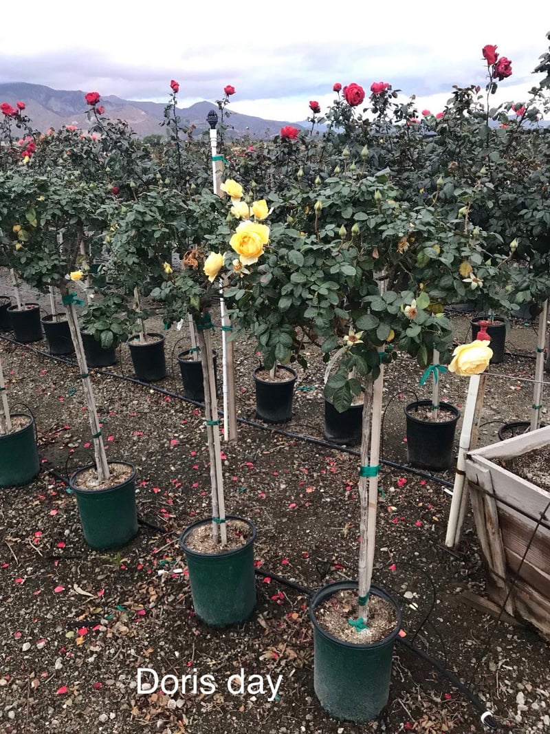 Photo for Rosa 'Doris Day' (Patio Tree) (Doris Day Rose)